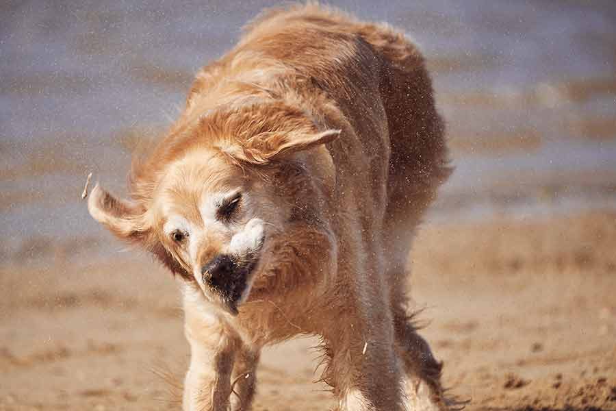 Dozer shaking sand off