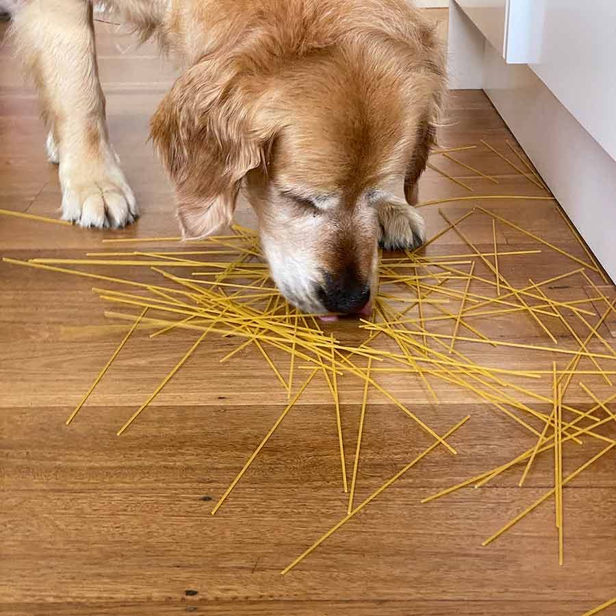 Dozer spaghetti on floor