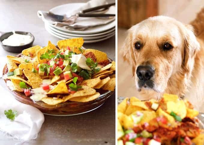 Dozer the Golden Retriever, official mascot of RecipeTin Eats, patiently waiting for some Nachos Pie