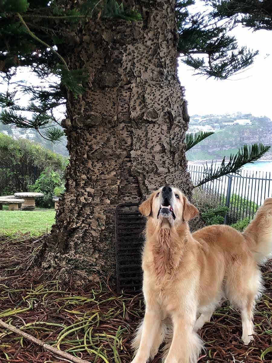 Dozer bones stolen by magpies