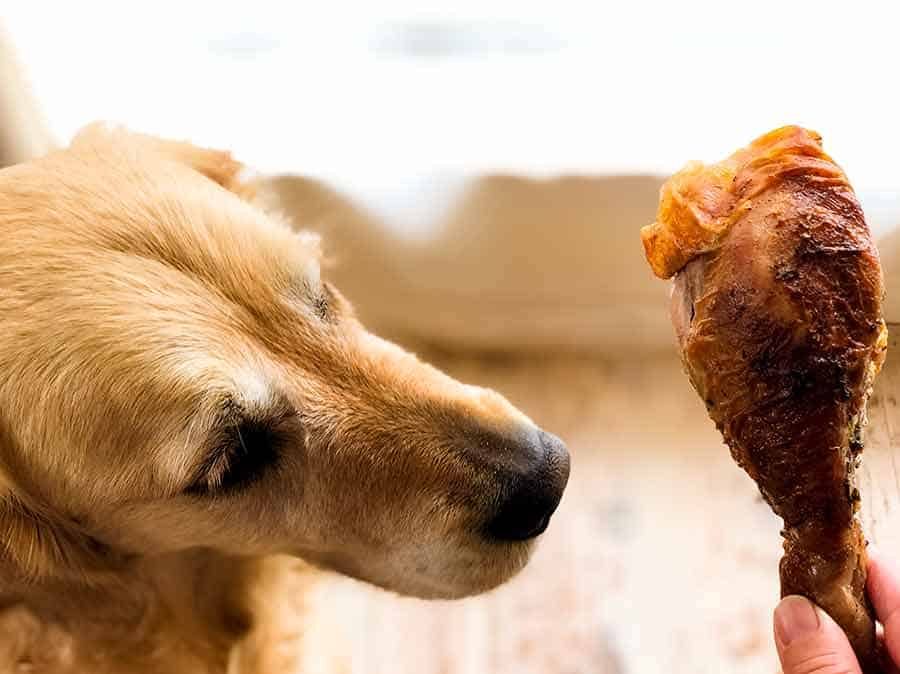 Dozer the golden retriever chicken drumstick
