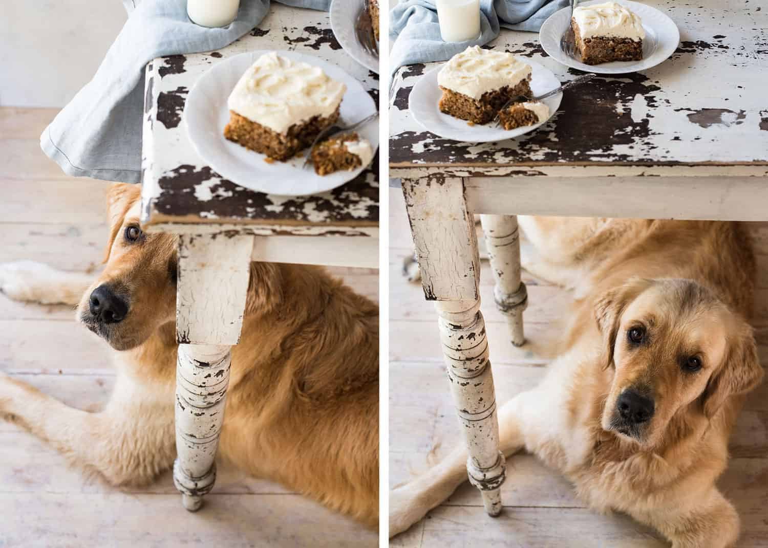 Dozer with carrot cake!