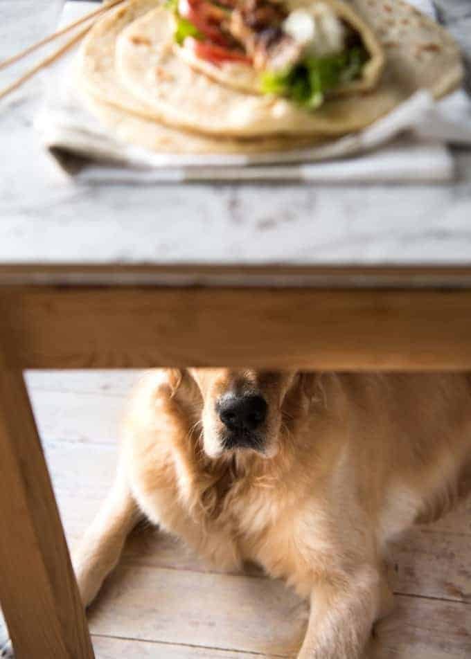 Dozer hovering around waiting for Chicken Souvlaki to fall