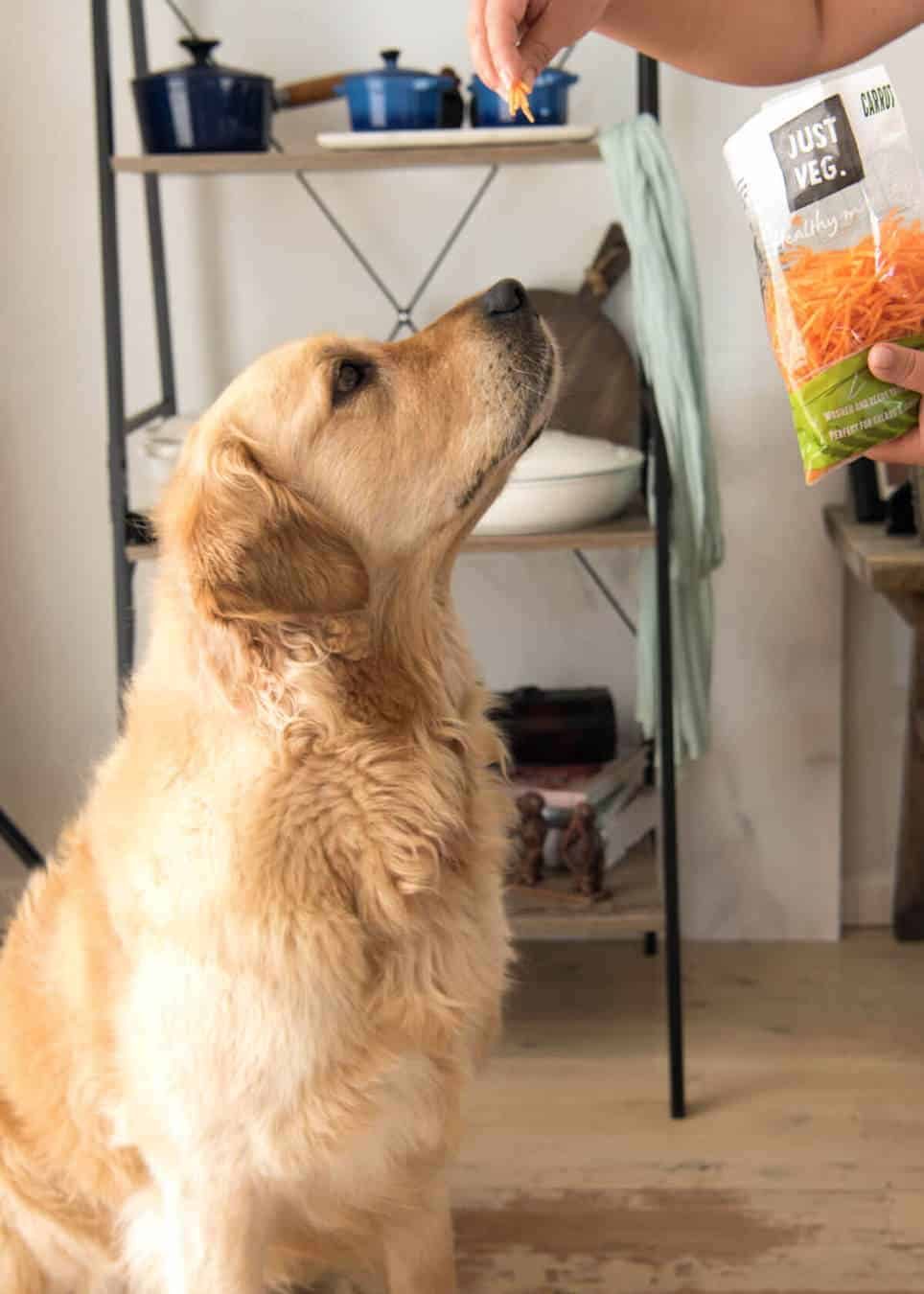 Feeding Dozer carrots