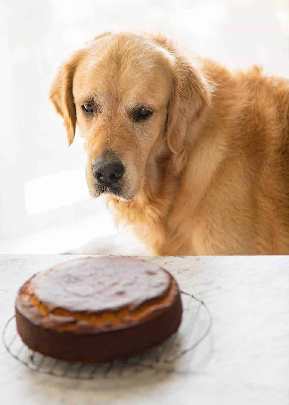 Dozer vs Lemon Cake