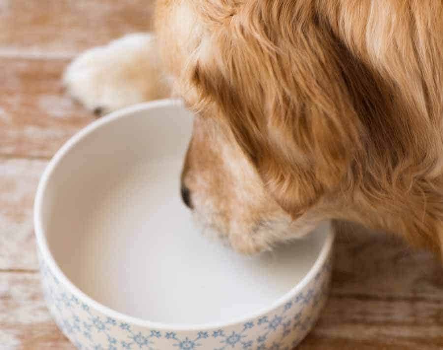 Dozer the golden retriever licking his bowl clean
