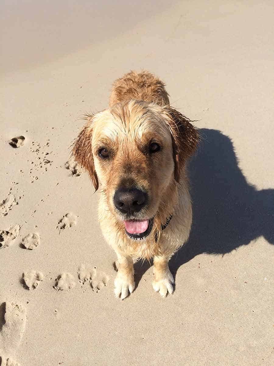 Dozer the golden retriever dog Newcastle beach