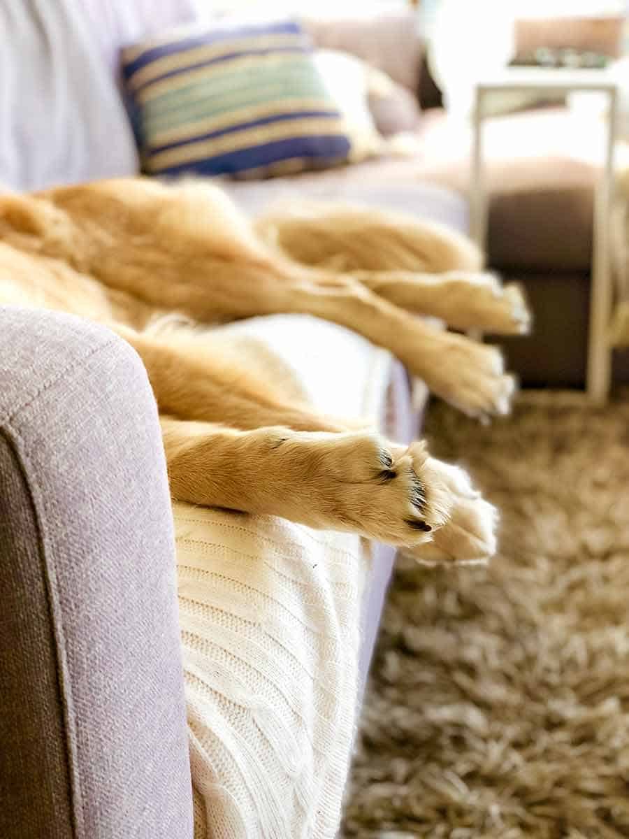 Dozer golden retriever paws hanging off couch sleeping
