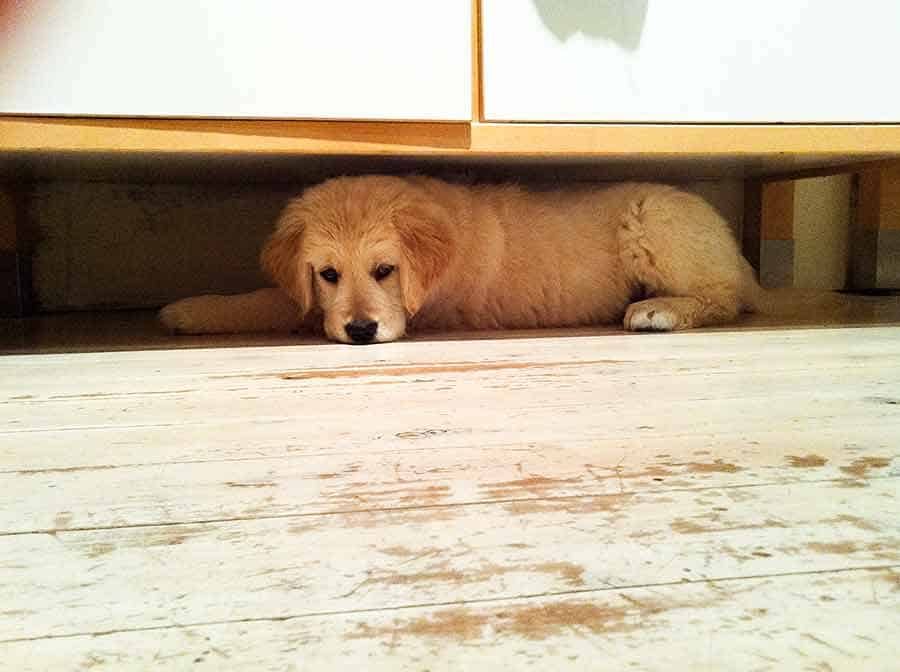 Dozer puppy under kitchen cabinet