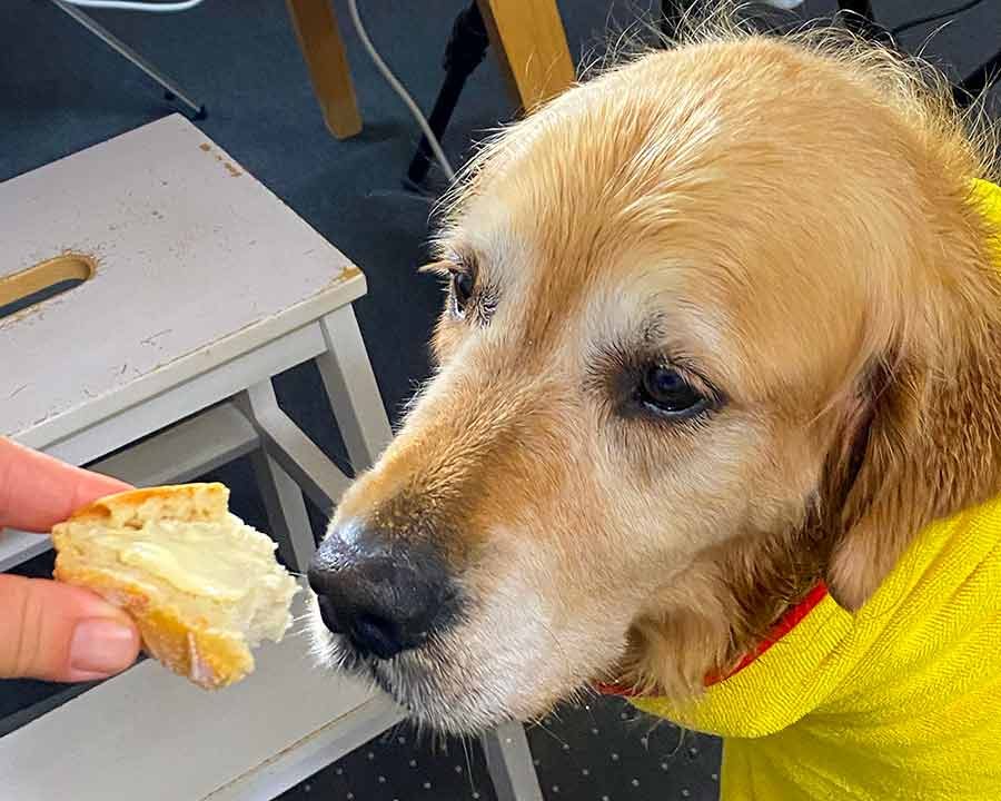 Dozer golden retriever no knead artisan bread