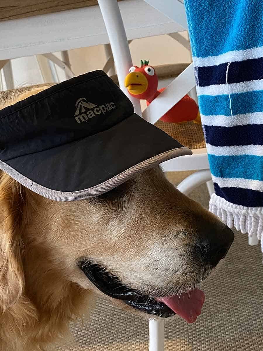 Dozer the golden retriever with visor