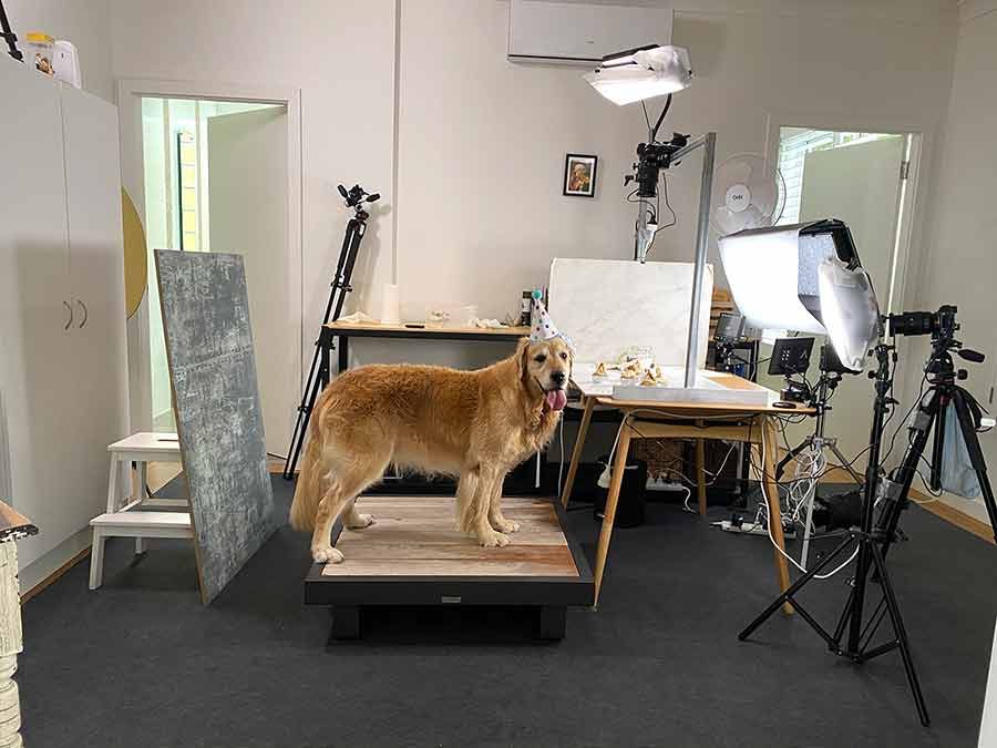 Dozer video shoot for Pupcakes