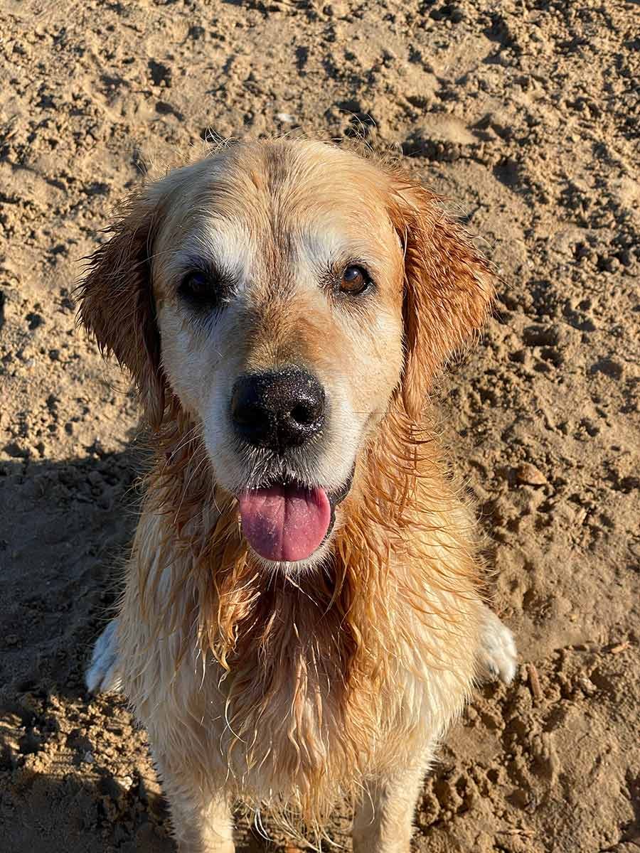 Dozer-sitting-Bayview-April-2020