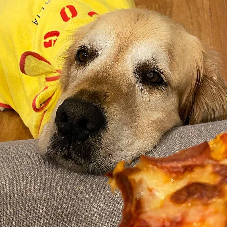 Dozer the golden retriever pizza