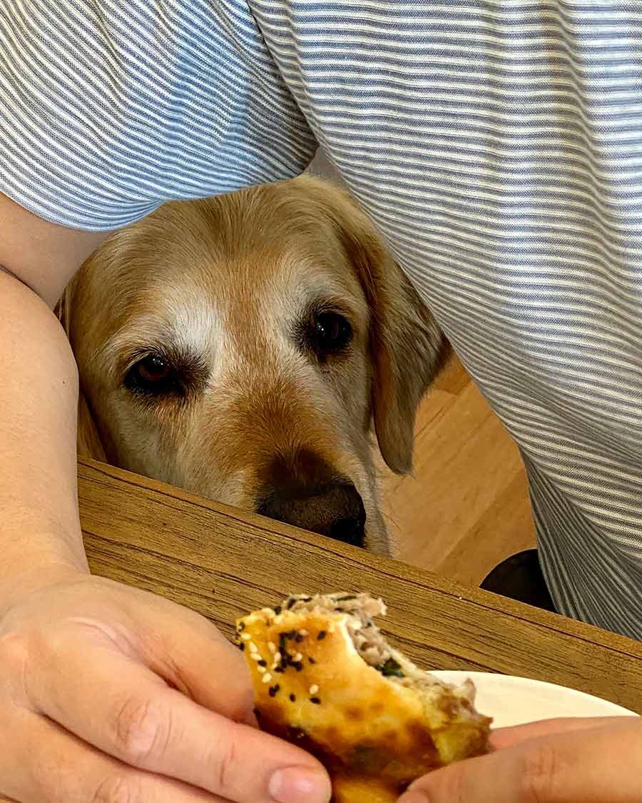 Dozer-shoving-in-when-eating