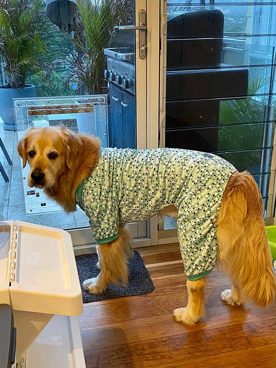 Dozer in counting sheep PJs