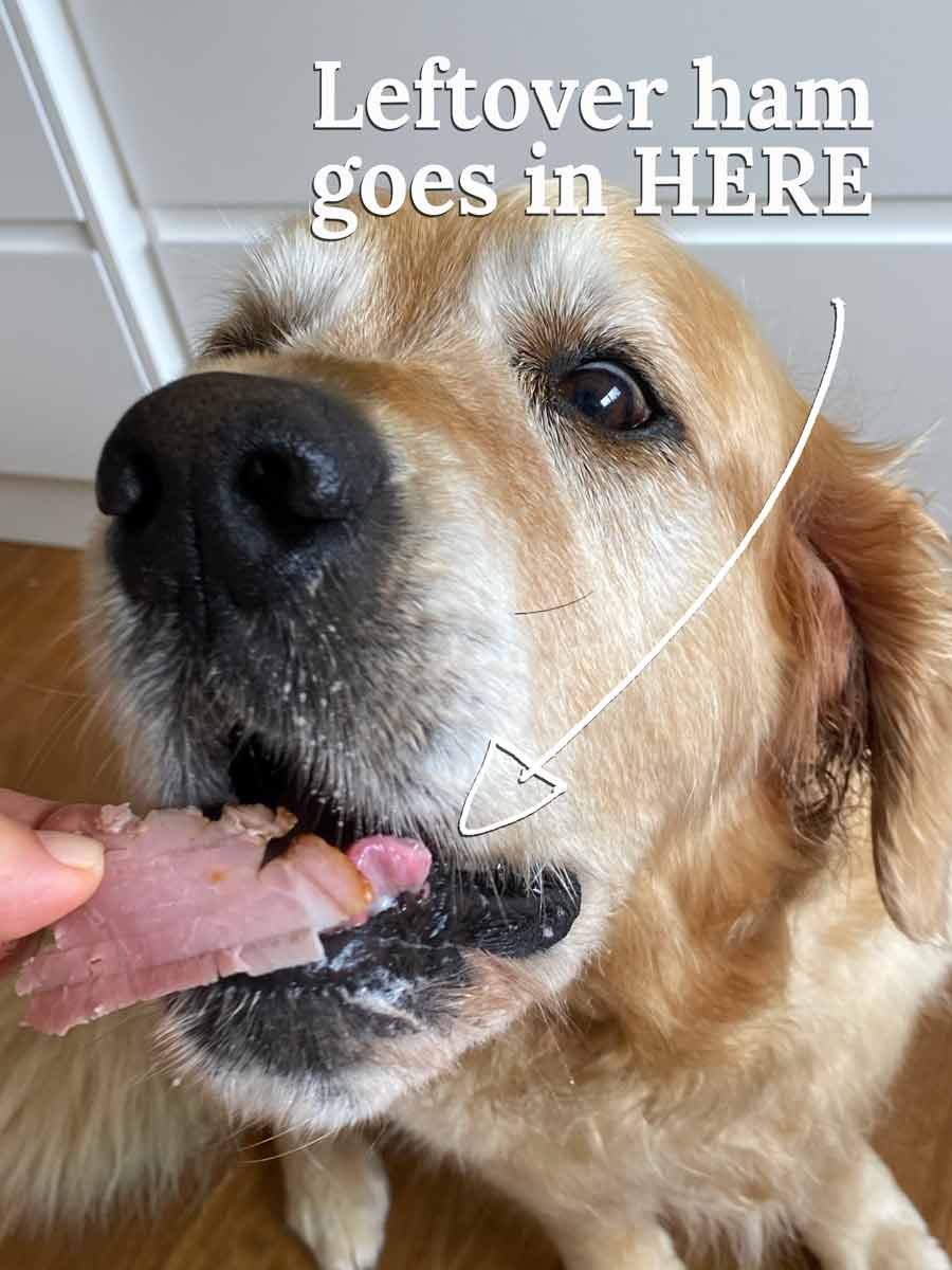 Dozer leftover Christmas Ham