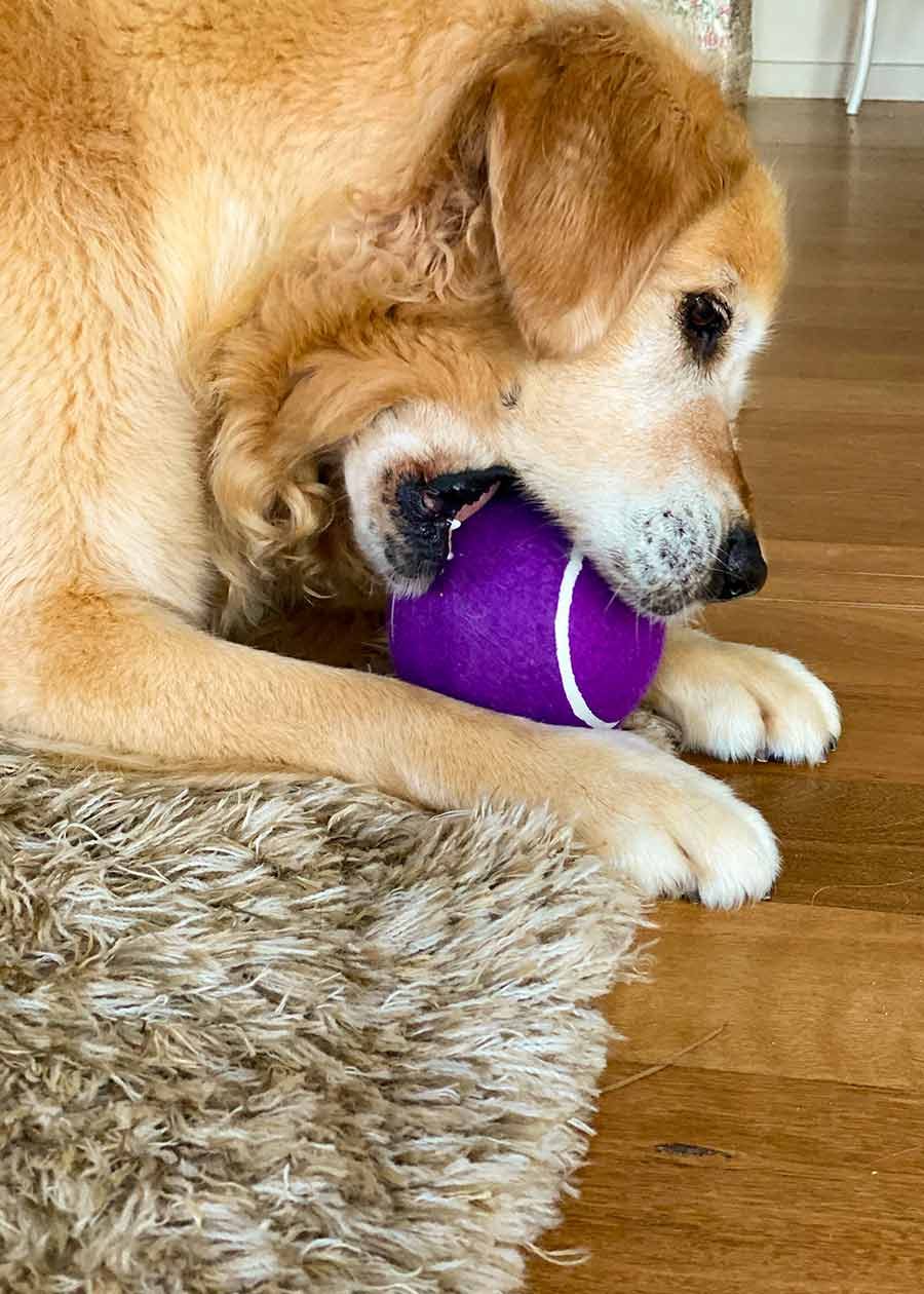 Dozer giant blueberry ball