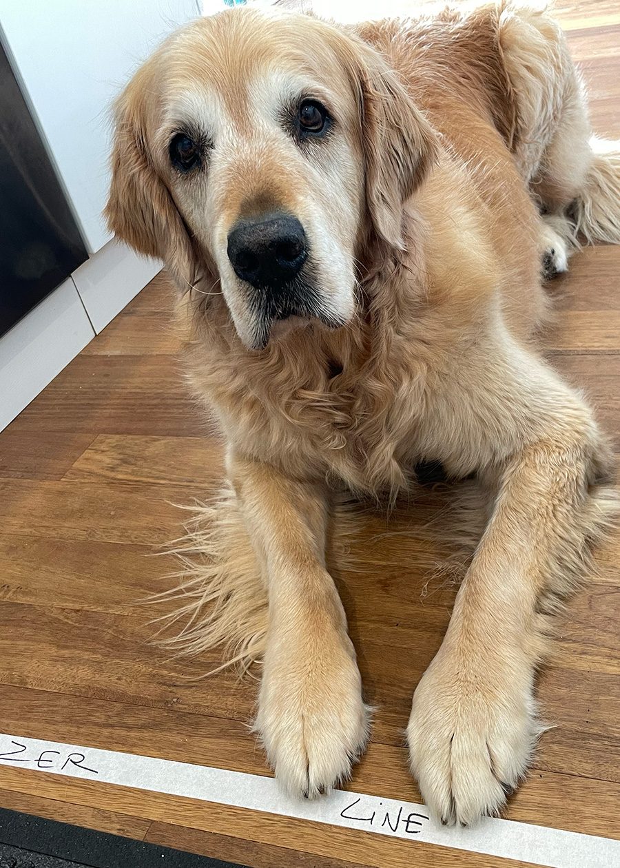 Dozer Pork Schnitzel