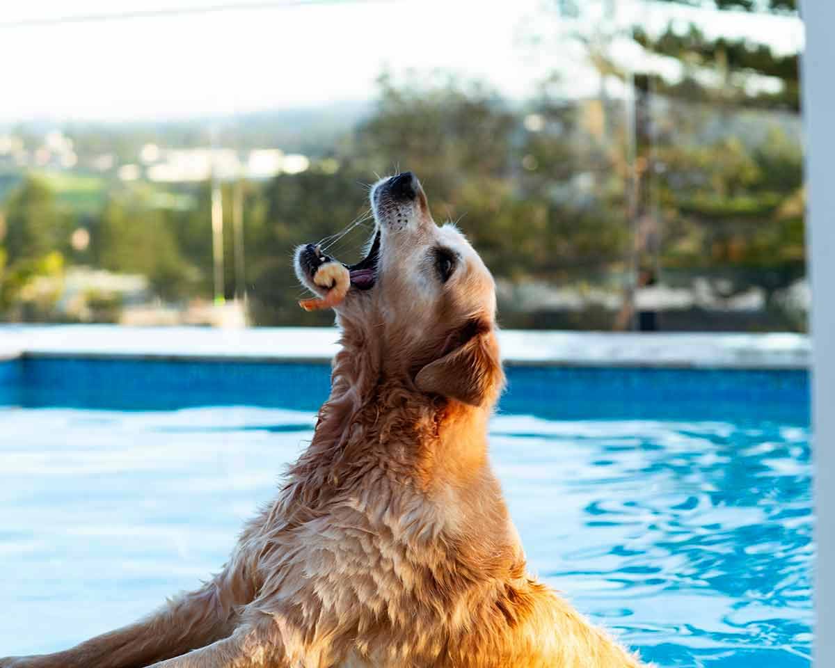 Tuna Carpaccio Dozer