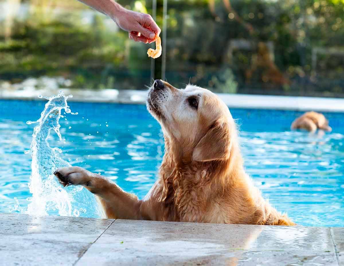 Tuna Carpaccio Dozer