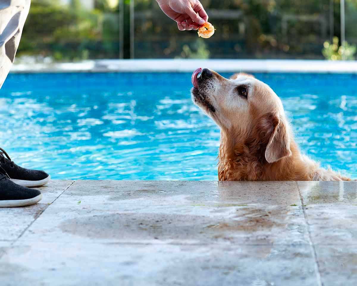 Tuna Carpaccio Dozer