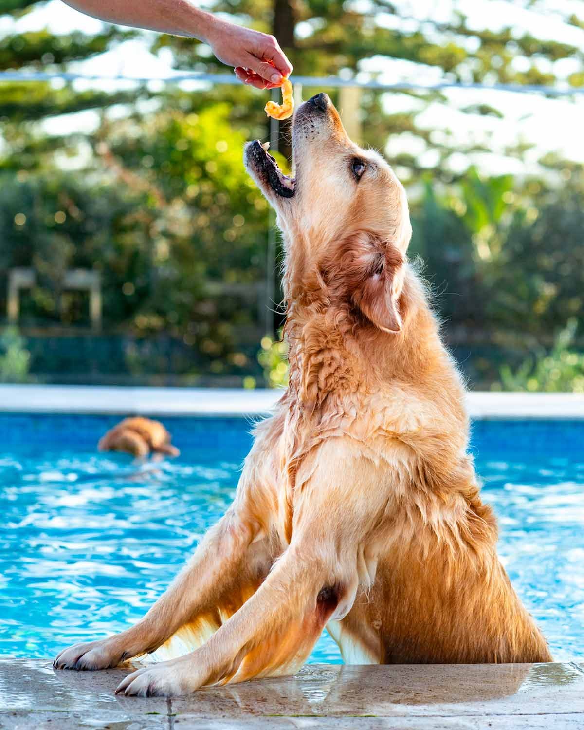 Tuna Carpaccio Dozer